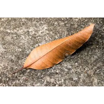 Alphonse Dry Mango Leaves